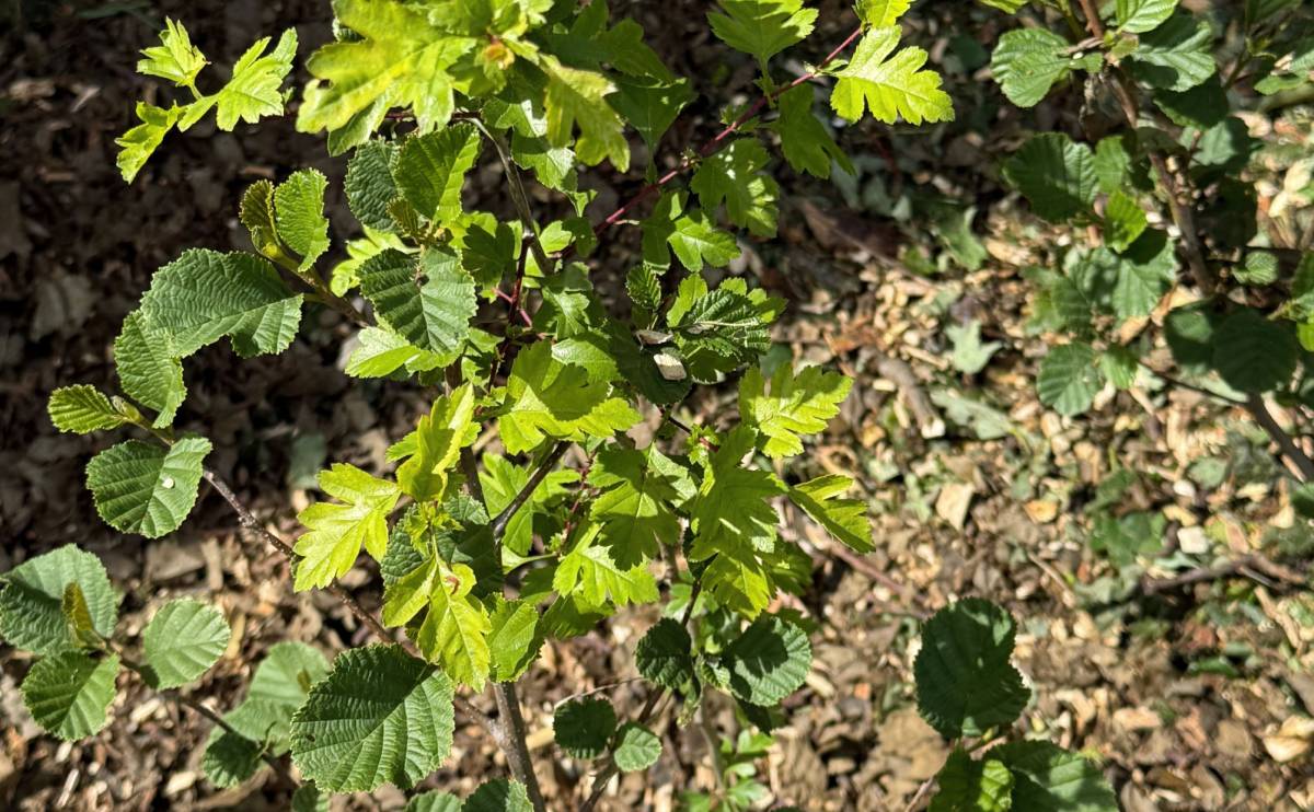 A closeup of new growth in our nascent hedgerows